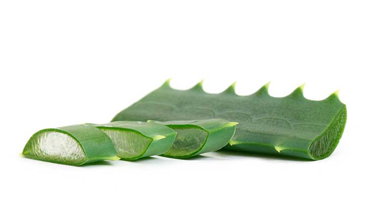 aloe-vera
